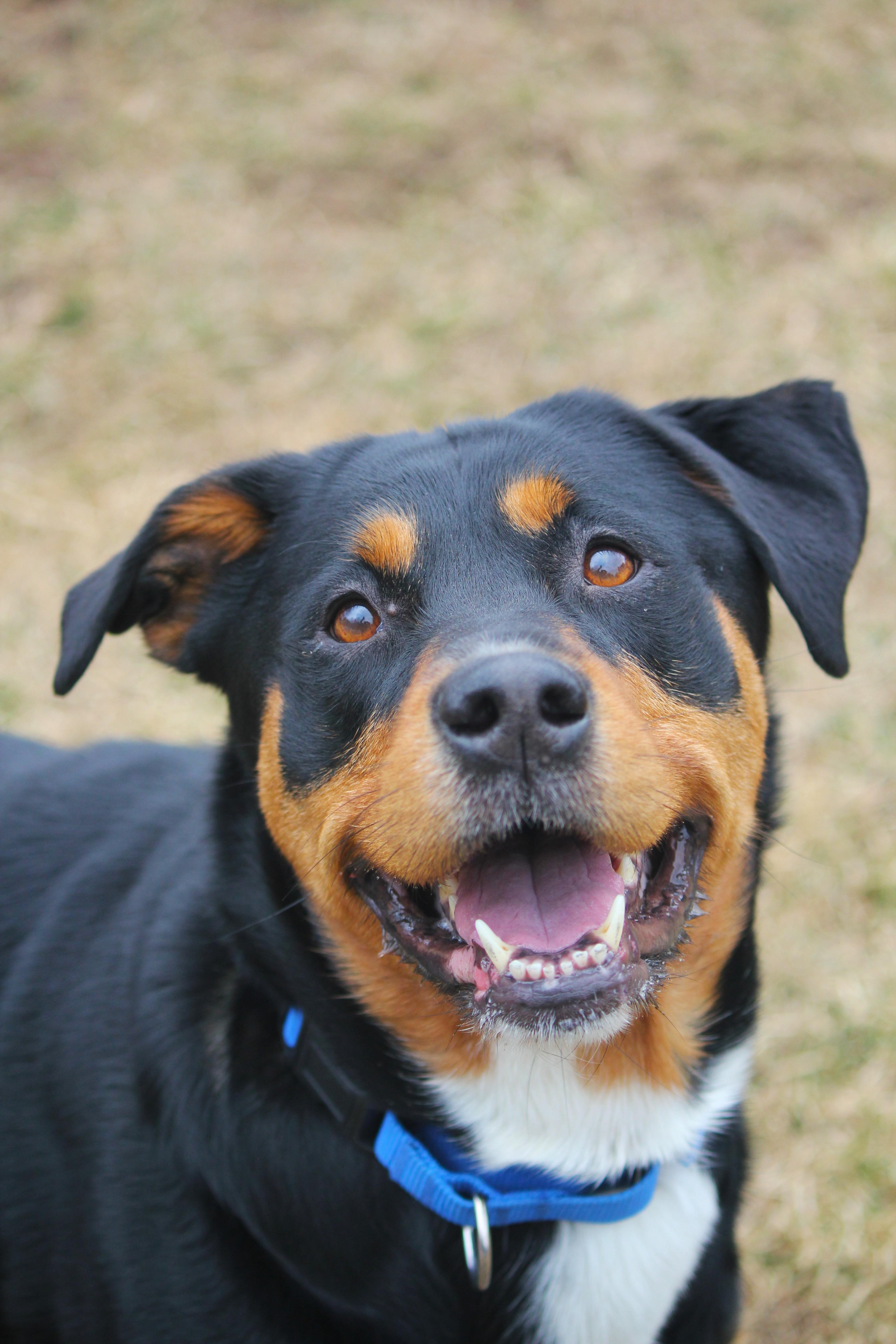 Coco, Adoptable, Adult Female Rottweiler.