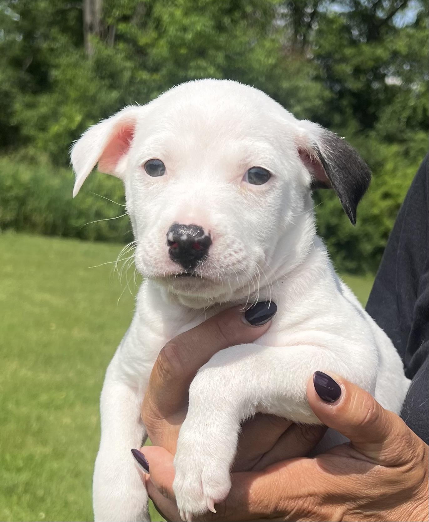 Enlarge MALFOY, an adopted mixed breed in Belmont, NY image 3/3