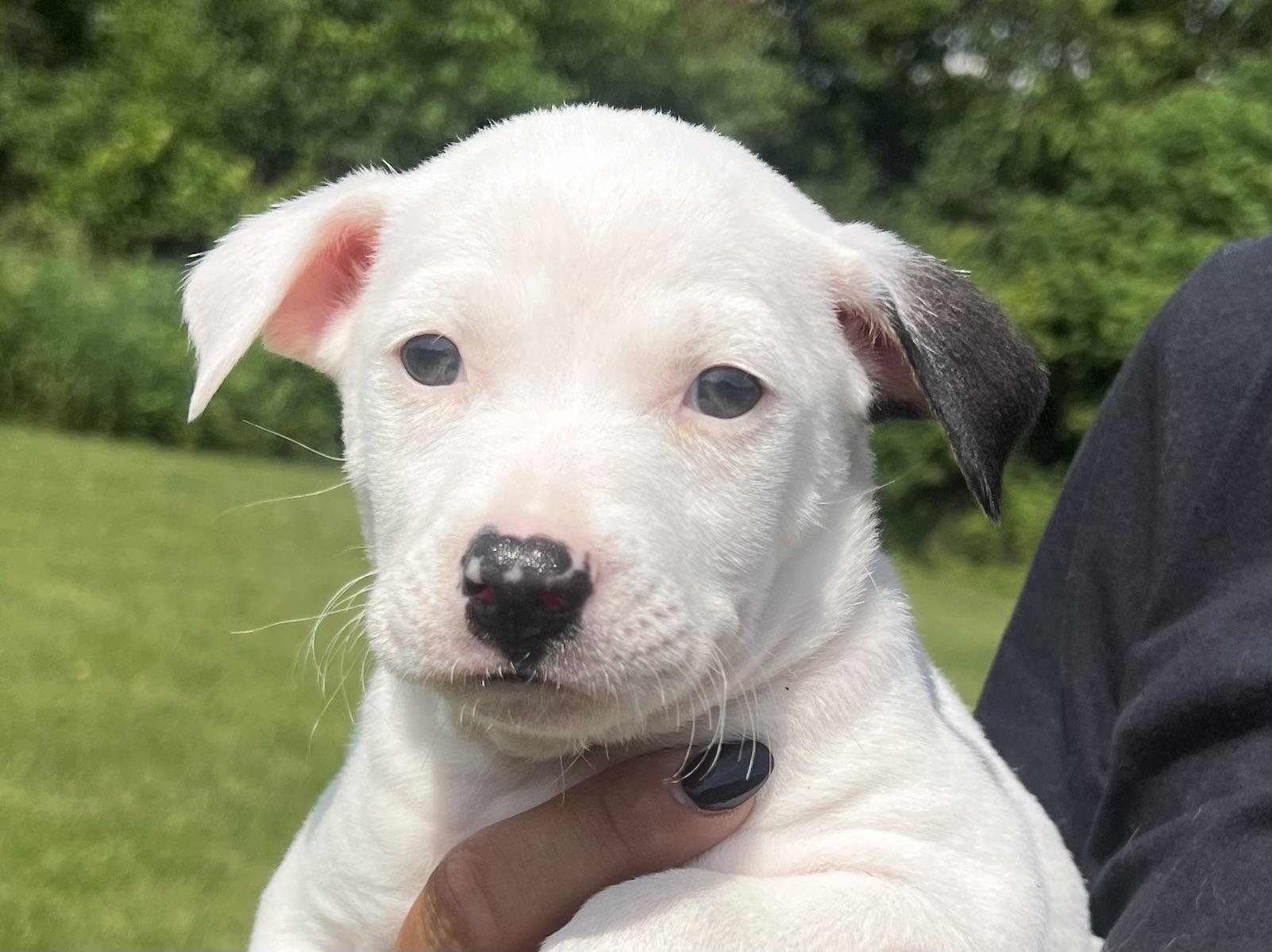 MALFOY, adopted, Puppy Male Hound.