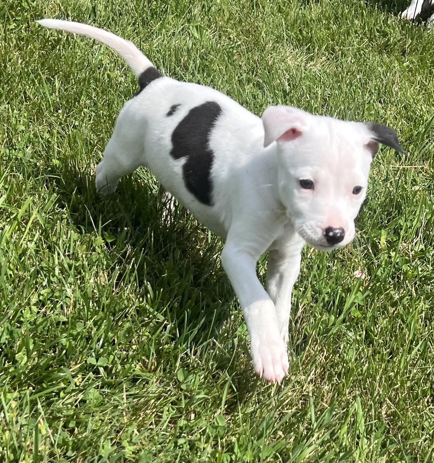 Enlarge MALFOY, an adopted mixed breed in Belmont, NY image 2/3