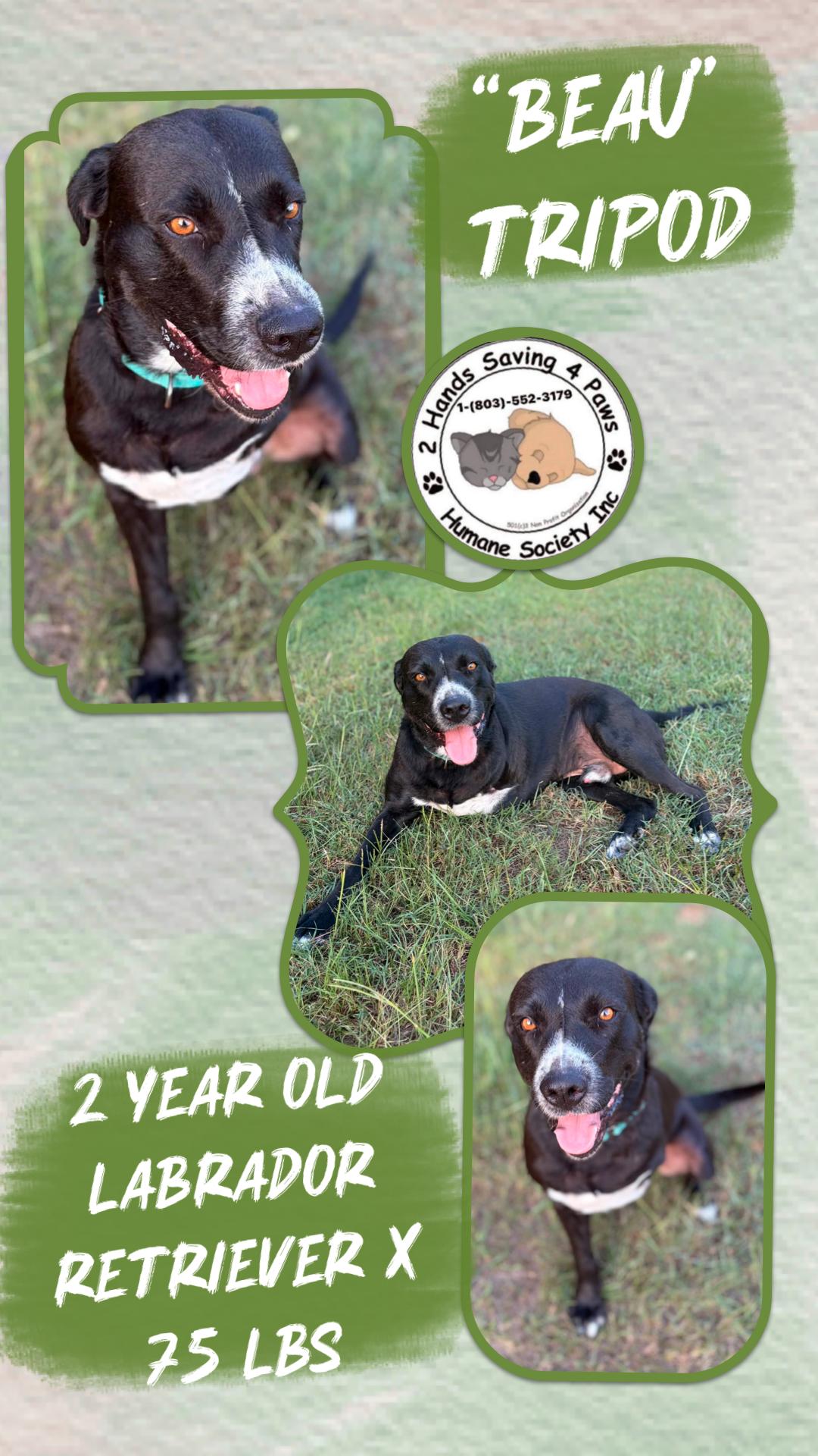 Enlarge Beau, a Adoptable mixed breed in Totowa, NJ image 1/2
