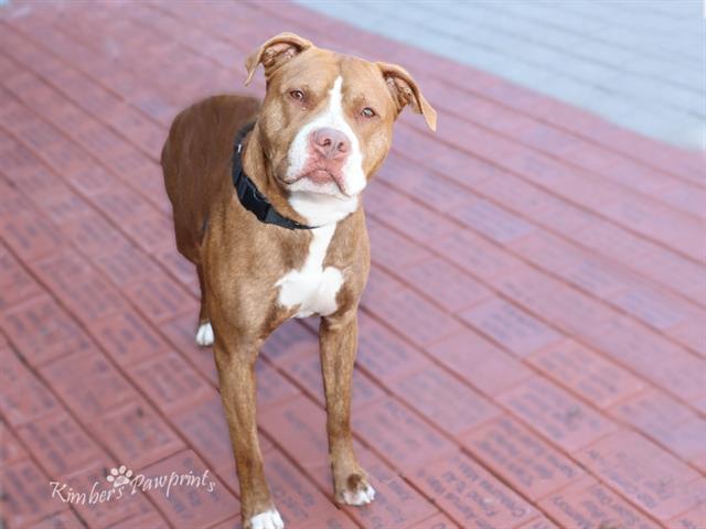 Enlarge APOLLO, a Adoptable mixed breed in Omaha, NE image 1/1