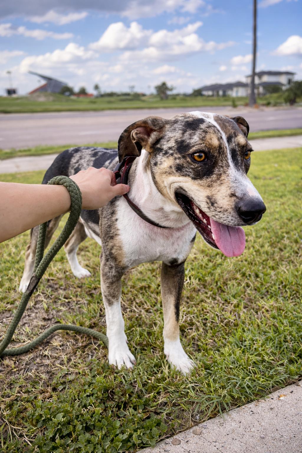 Patches, Adoptable, Young Male Catahoula Leopard Dog.