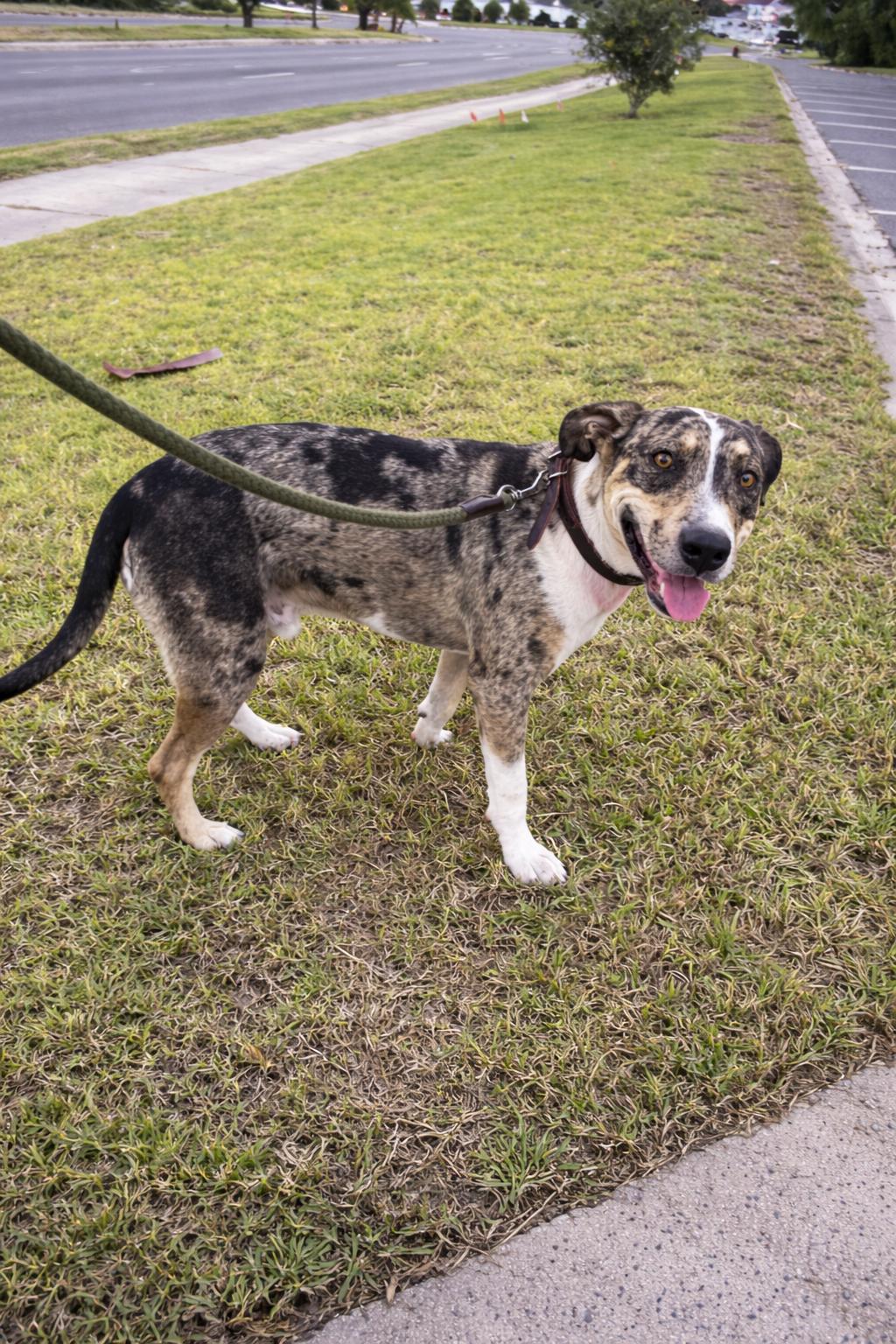 Enlarge Patches, a Adoptable Catahoula Leopard Dog in McAllen, TX image 3/4