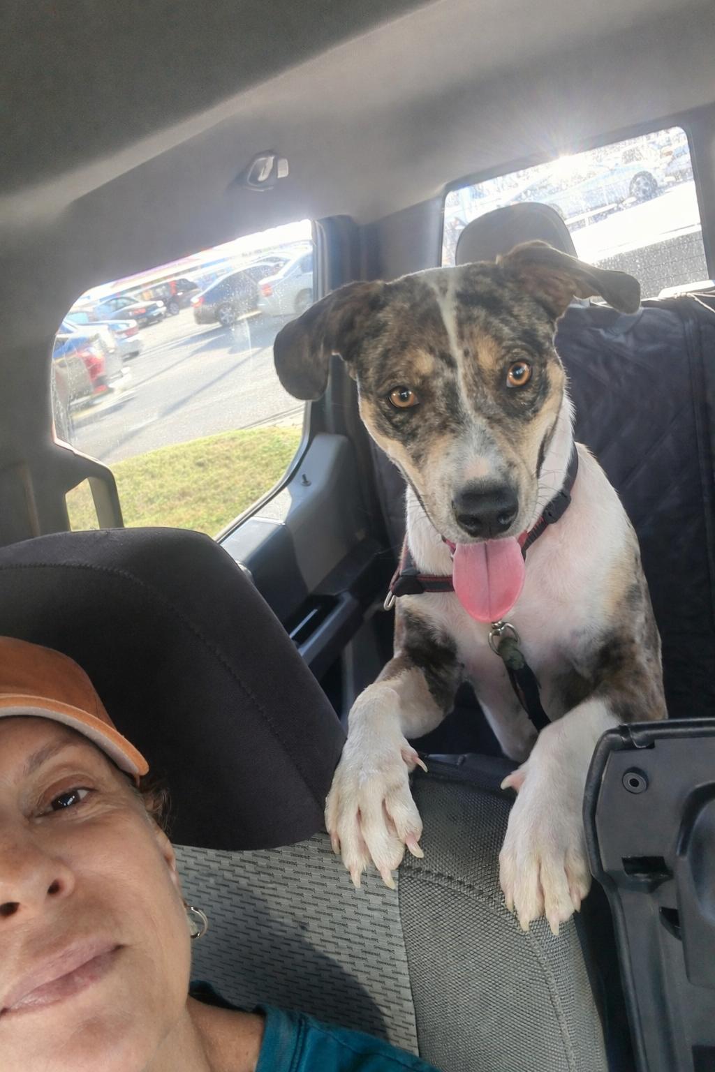 Enlarge Patches, a Adoptable Catahoula Leopard Dog in McAllen, TX image 4/4