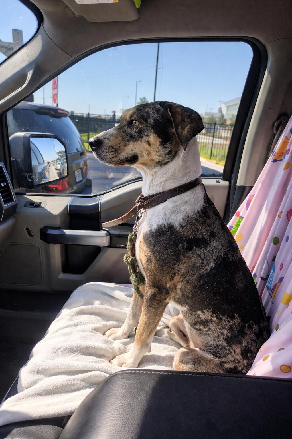 Enlarge Patches, a Adoptable Catahoula Leopard Dog in McAllen, TX image 2/4