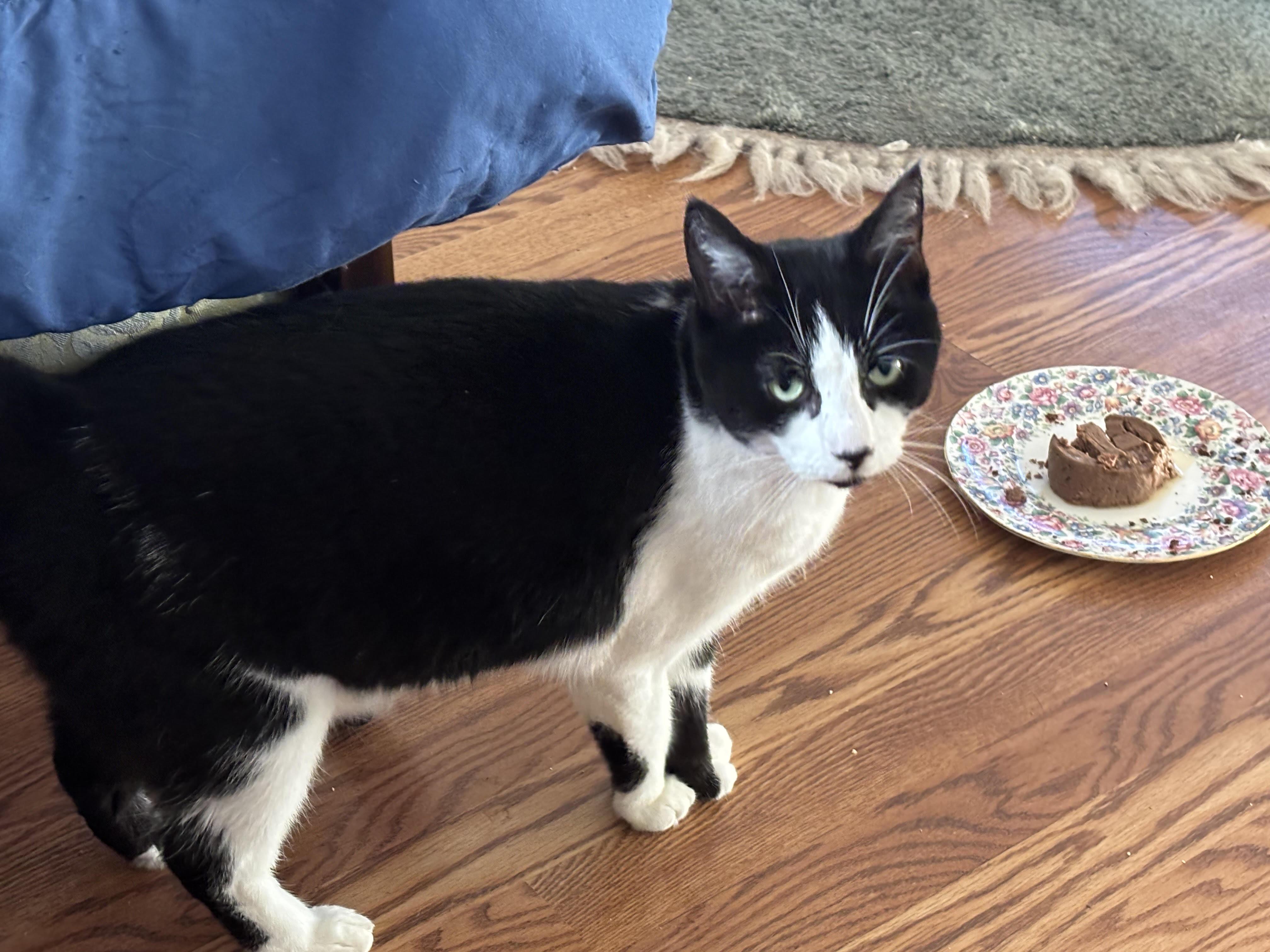 Enlarge Dottie, a Adoptable American Shorthair in Rochester, NY image 2/2