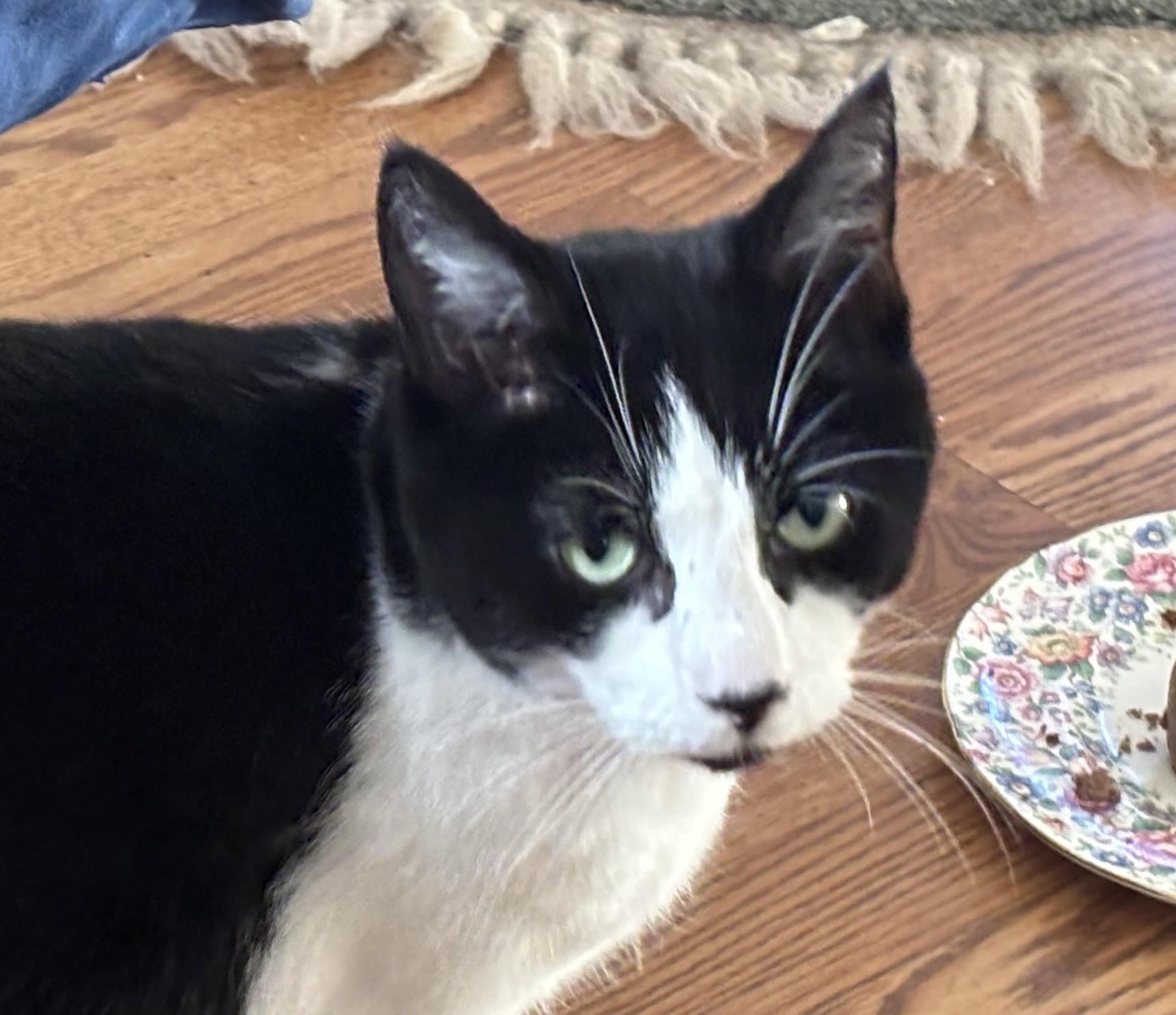 Enlarge Dottie, a Adoptable American Shorthair in Rochester, NY image 1/2