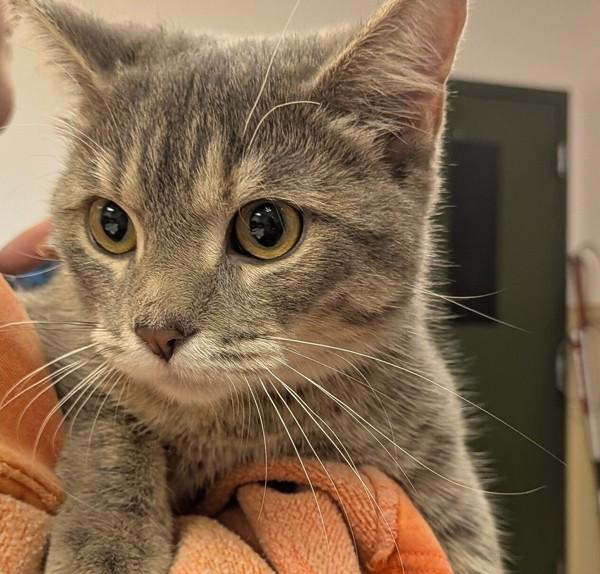 Bambina — thumbnail 2