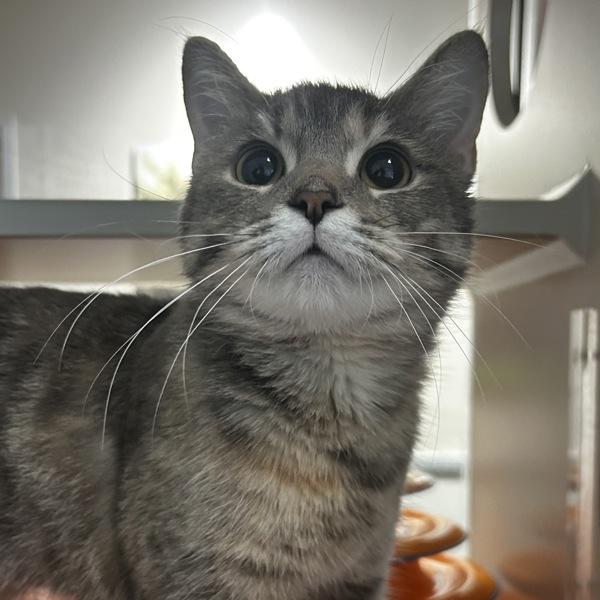 Bambina — thumbnail 3