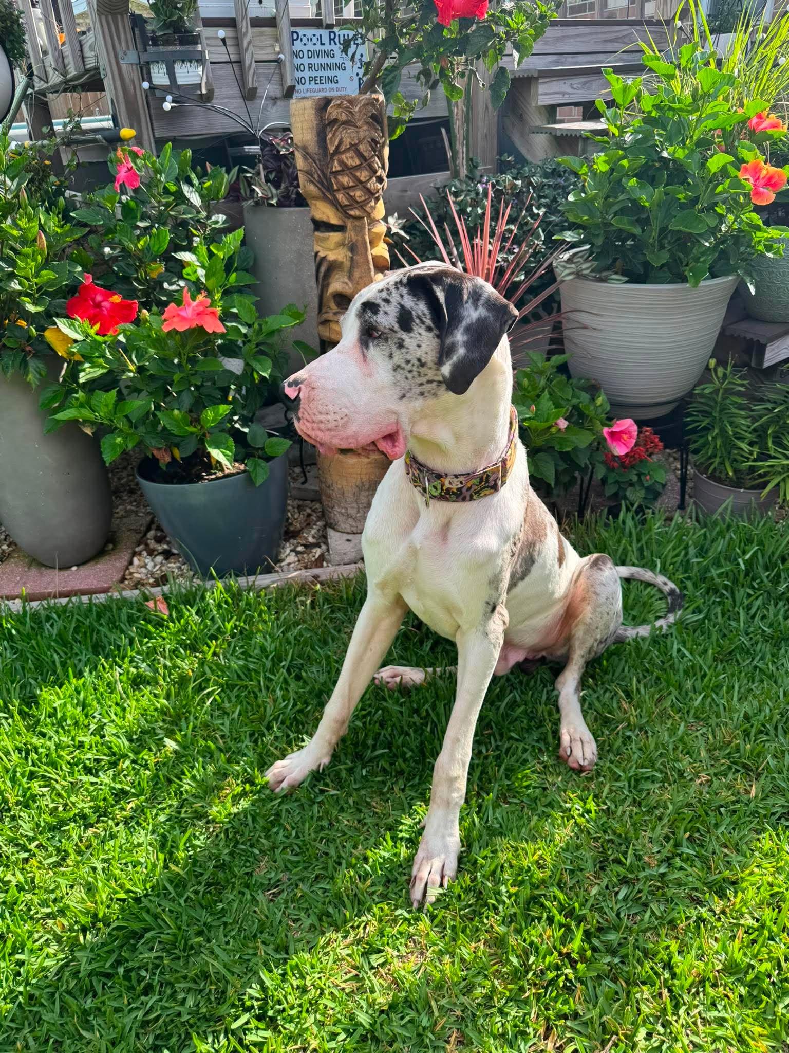 Enlarge Benny, an adoption pending Great Dane in Pensacola, FL image 5/6