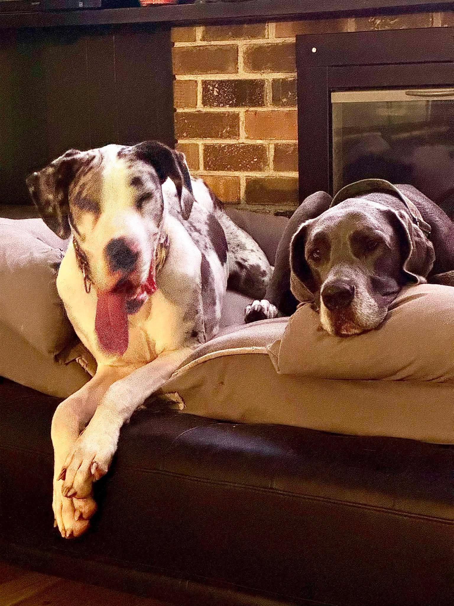 Enlarge Benny, an adoption pending Great Dane in Pensacola, FL image 2/6