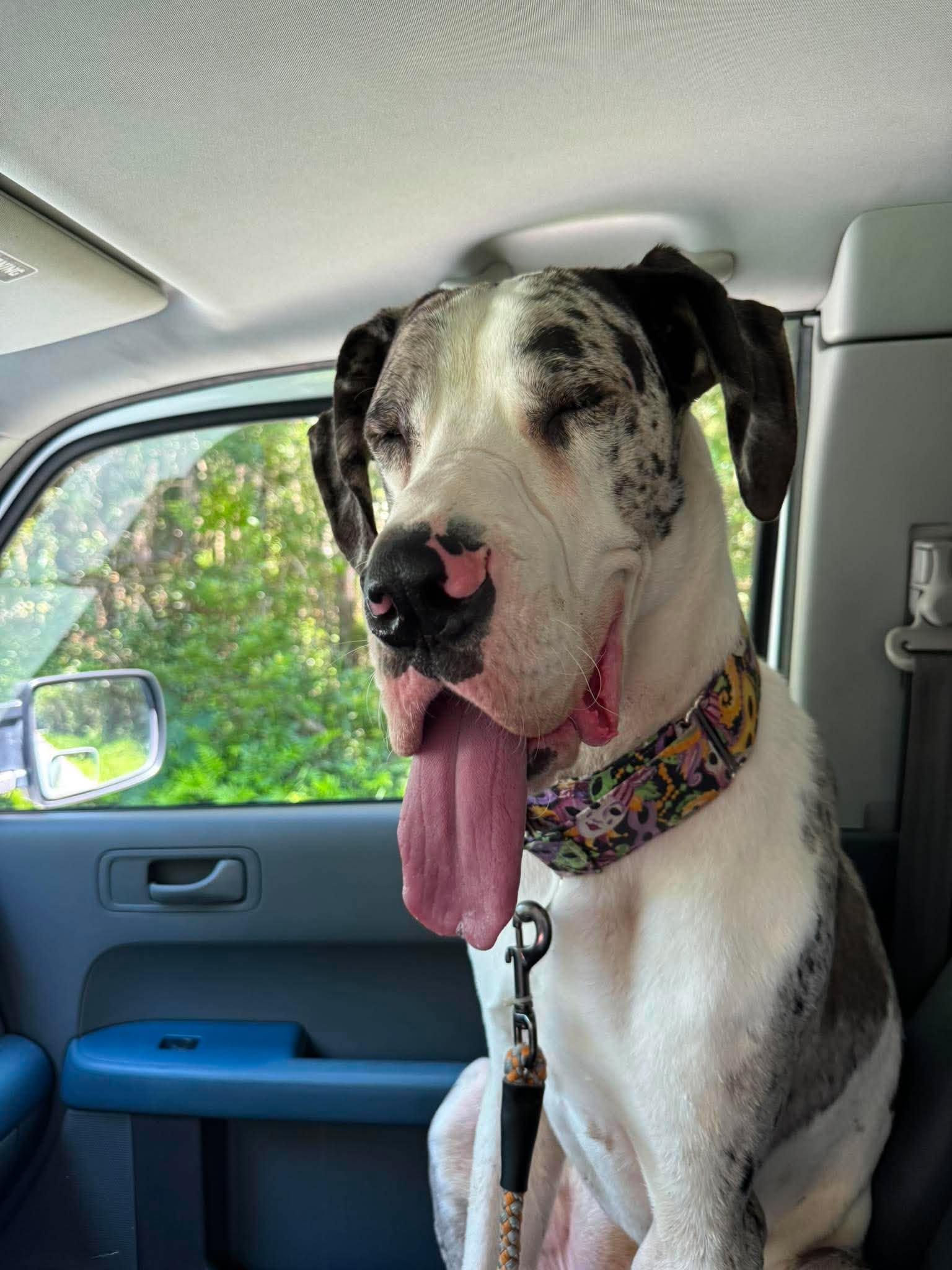 Enlarge Benny, an adoption pending Great Dane in Pensacola, FL image 6/6