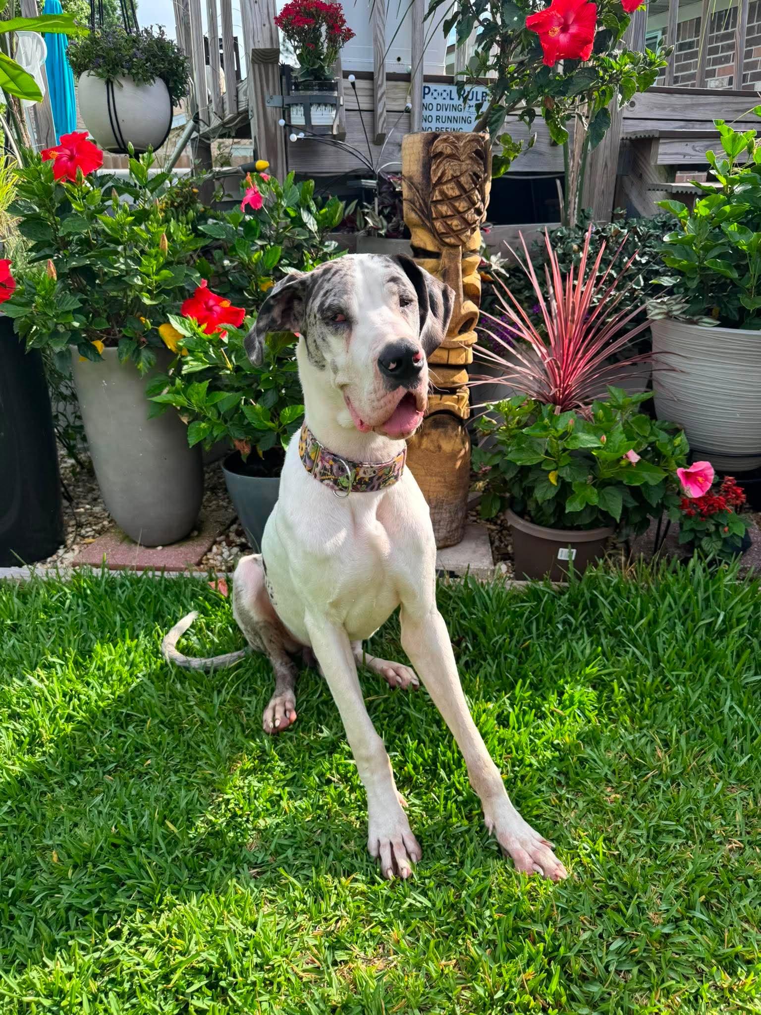 Enlarge Benny, an adoption pending Great Dane in Pensacola, FL image 4/6