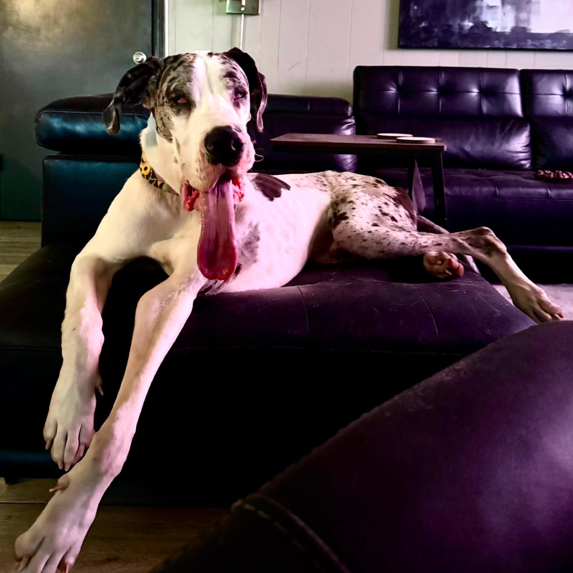 Benny, adoptable, Young Male Great Dane.