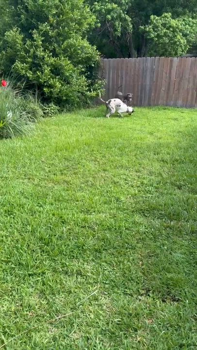 Enlarge Benny, an adoption pending Great Dane in Pensacola, FL video 3/6
