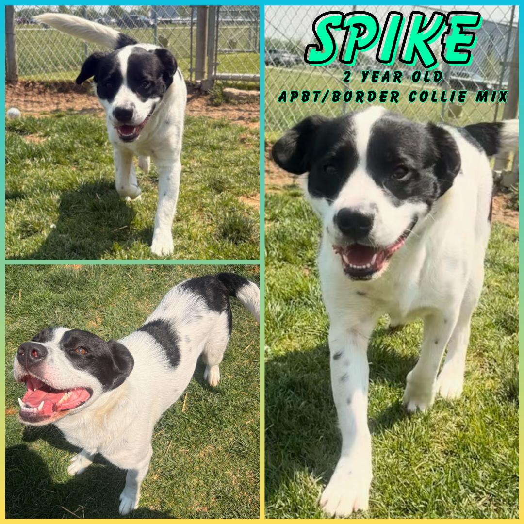 Spike