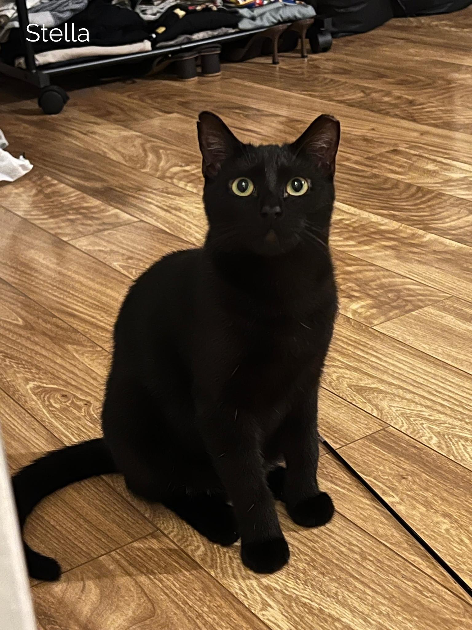 Enlarge Bloom & Stella, a ADOPTABLE Domestic Short Hair in Boston, MA image 1/6