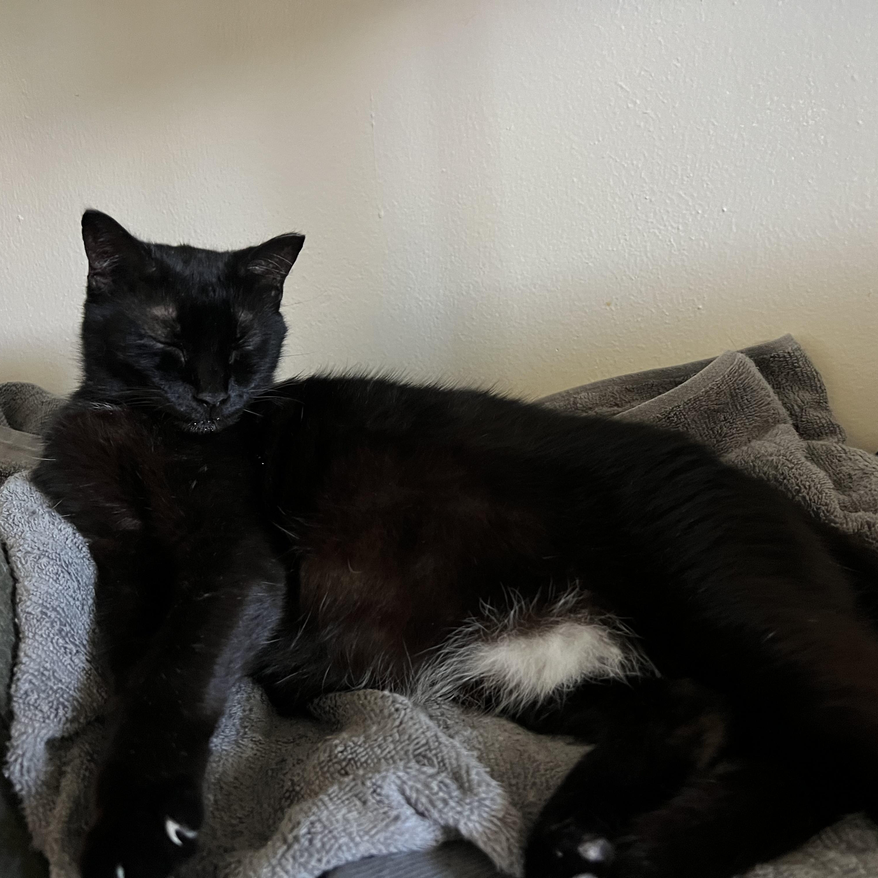 Bloom & Stella, a ADOPTABLE Domestic Short Hair in Hartford, CT image 2/6