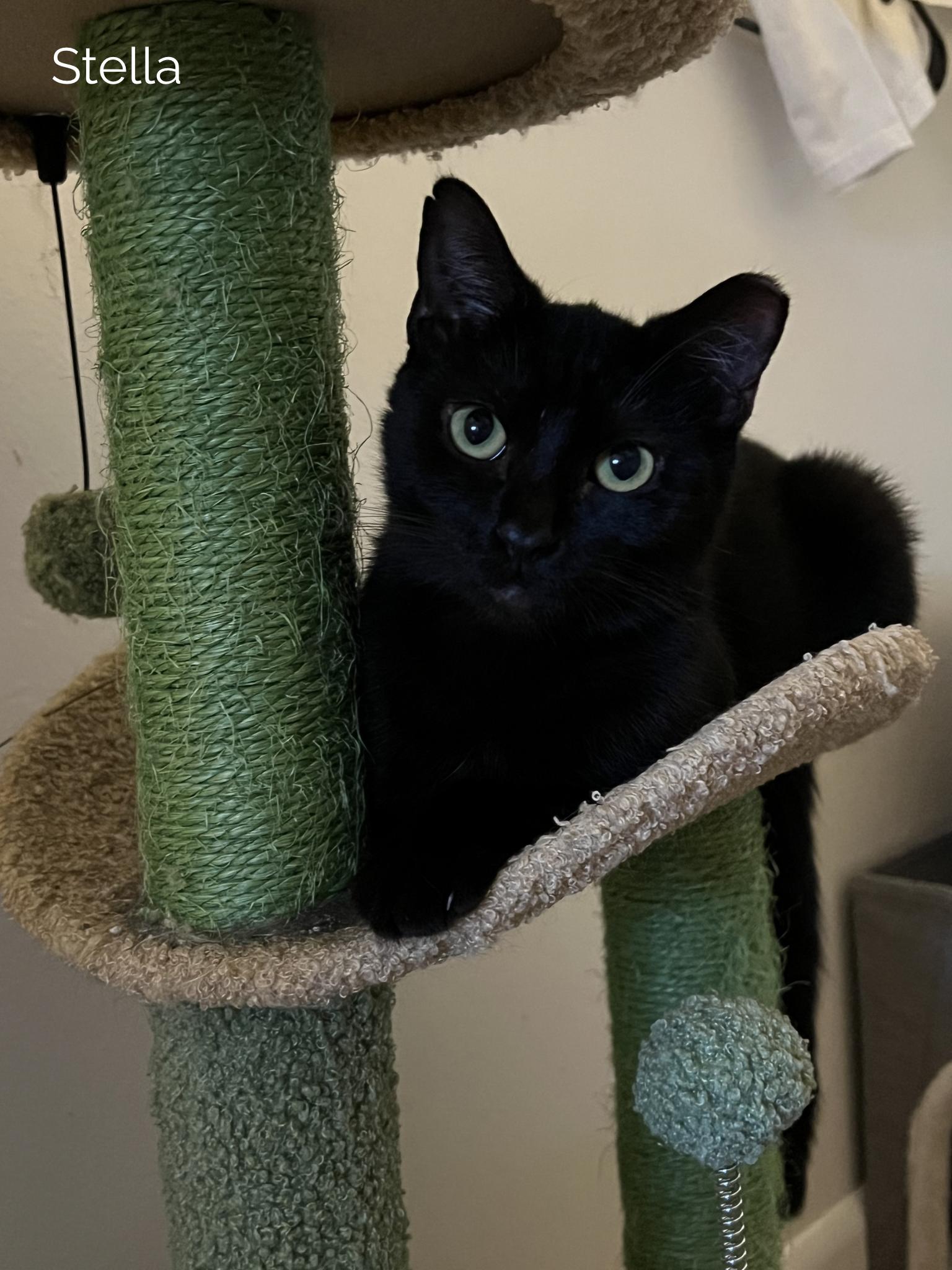 Enlarge Bloom & Stella, a ADOPTABLE Domestic Short Hair in Boston, MA image 2/6