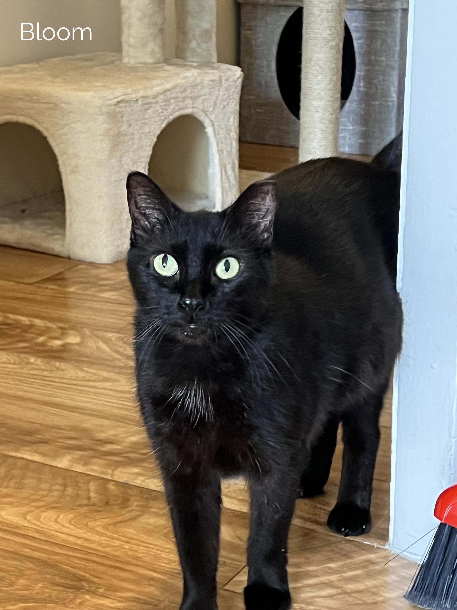 Enlarge Bloom & Stella, a ADOPTABLE Domestic Short Hair in Boston, MA image 4/6