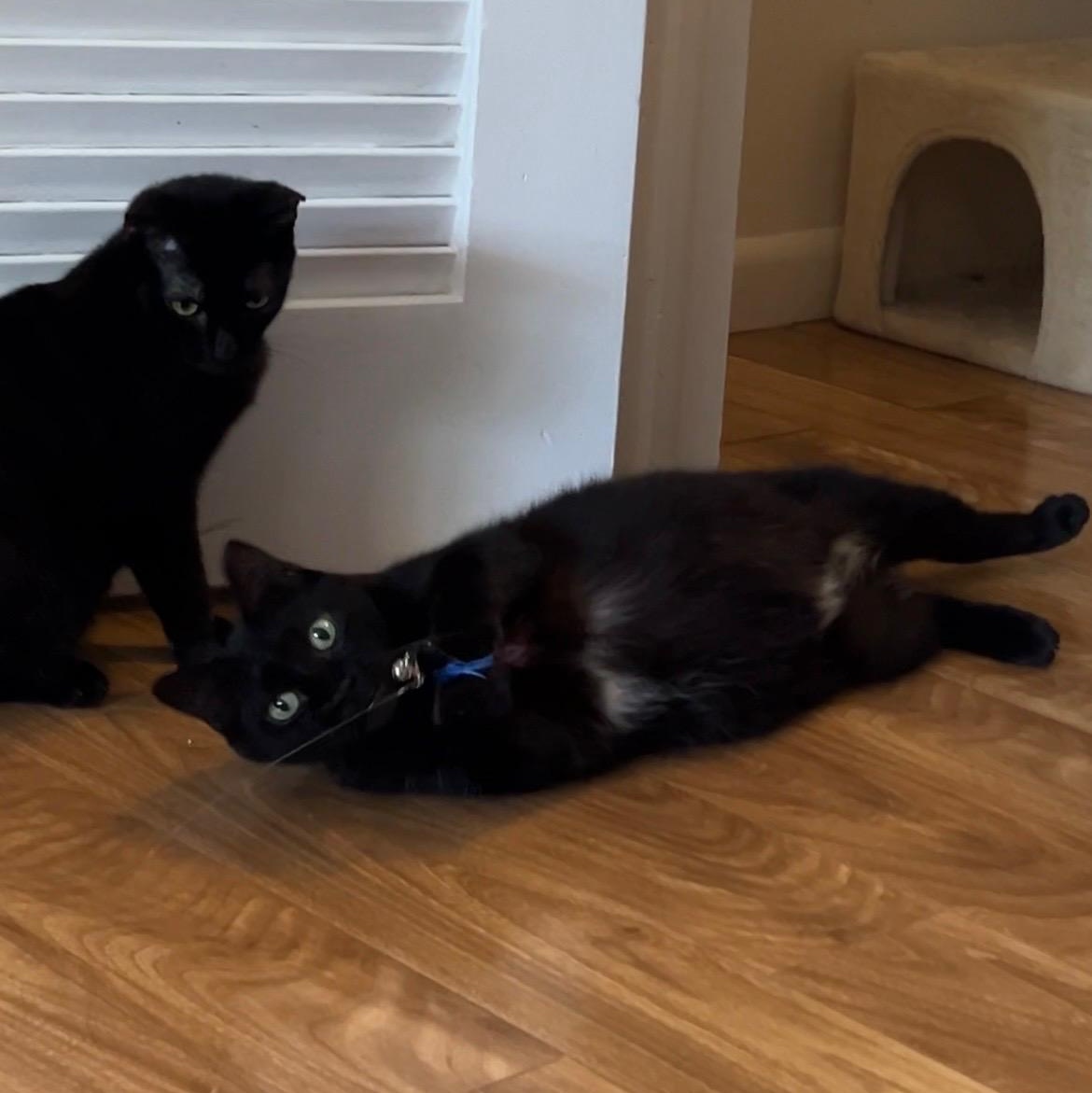 Bloom & Stella, ADOPTABLE, Young Female Domestic Short Hair.