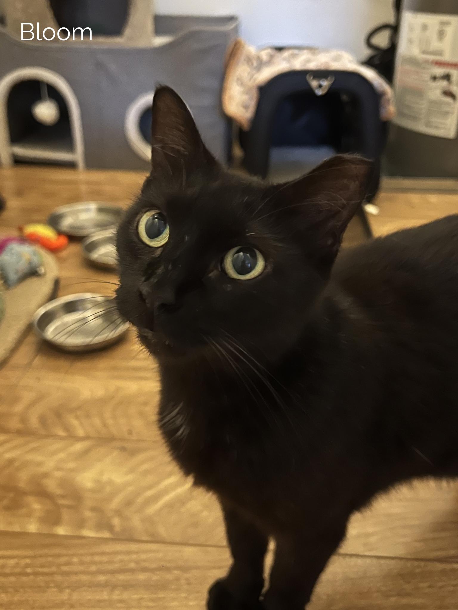 Enlarge Bloom & Stella, a ADOPTABLE Domestic Short Hair in Boston, MA image 5/6