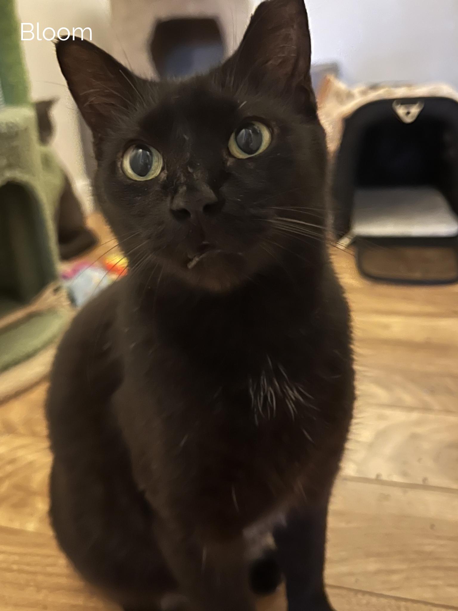 Enlarge Bloom & Stella, a ADOPTABLE Domestic Short Hair in Boston, MA image 3/6