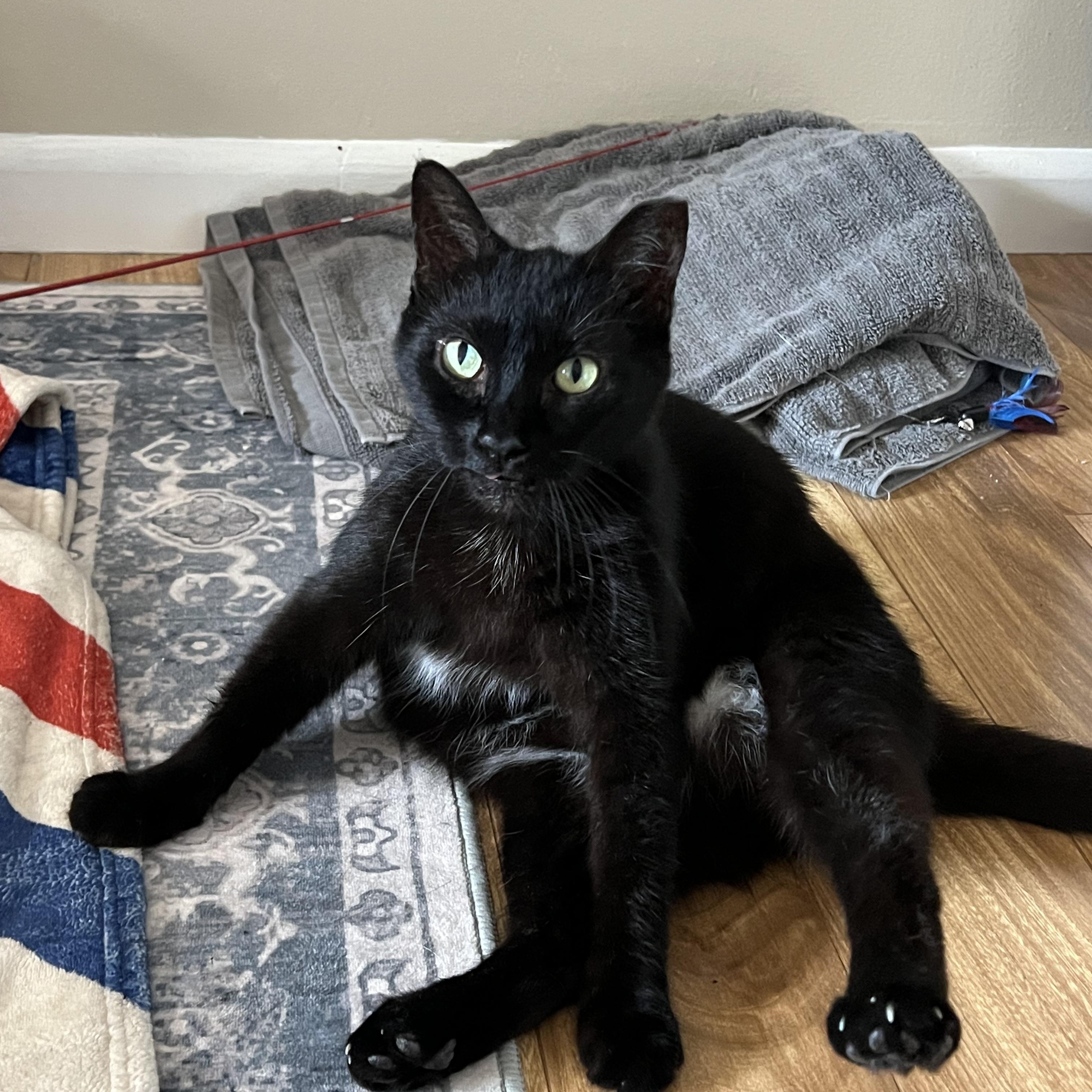 Bloom & Stella, a ADOPTABLE Domestic Short Hair in Hartford, CT image 4/6
