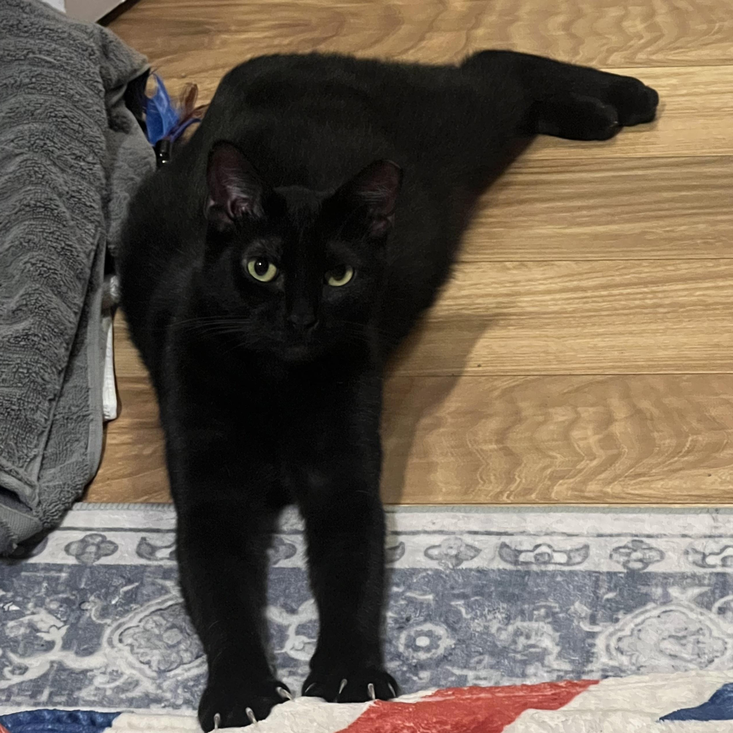 Bloom & Stella, a ADOPTABLE Domestic Short Hair in Hartford, CT image 3/6