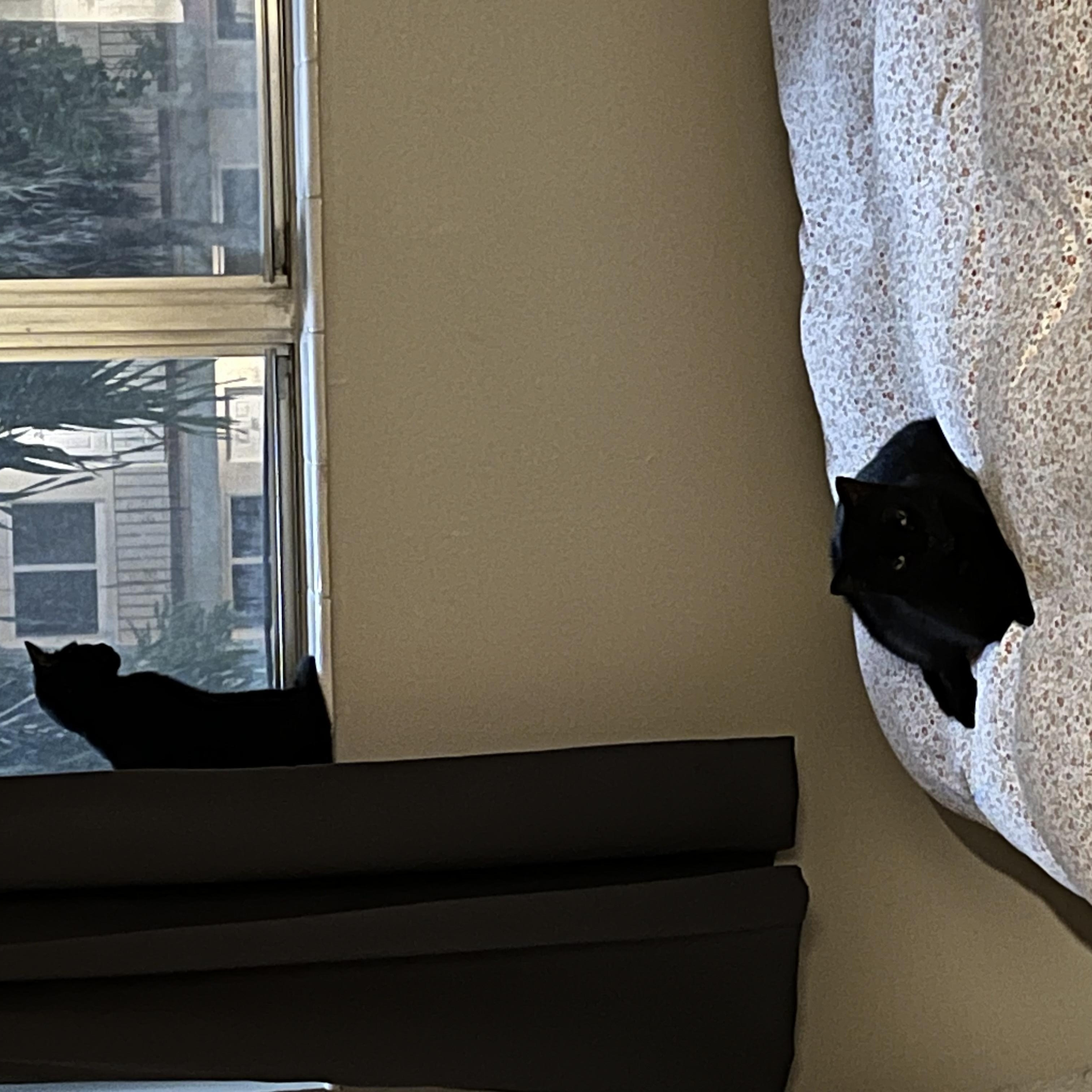 Bloom & Stella, a ADOPTABLE Domestic Short Hair in Hartford, CT image 6/6