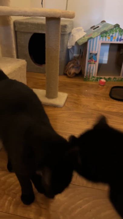 Enlarge Bloom & Stella, a ADOPTABLE Domestic Short Hair in Boston, MA video 6/6