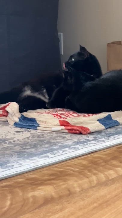 Enlarge Bloom & Stella, a ADOPTABLE Domestic Short Hair in Hartford, CT video 5/6
