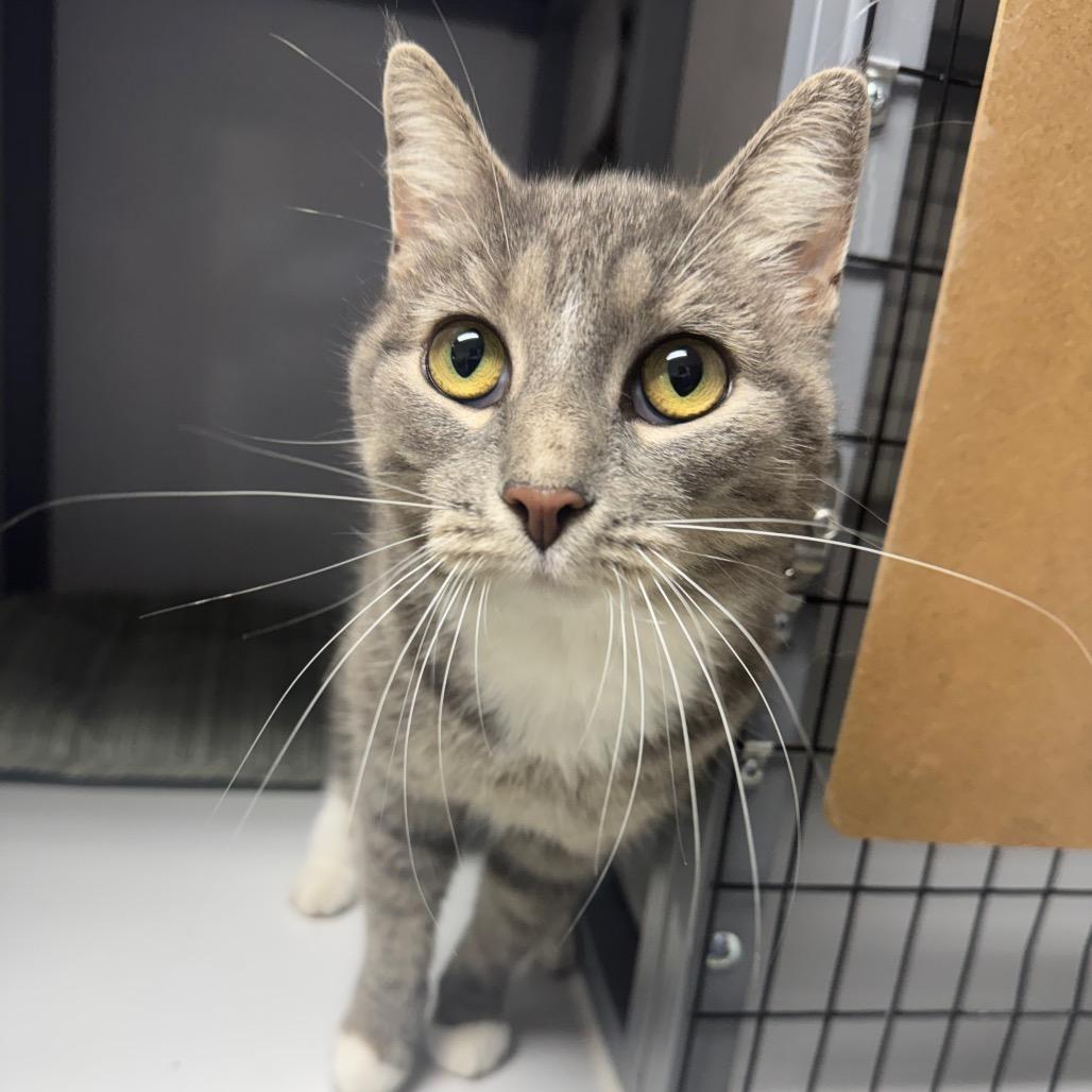 Enlarge Mellow, a Adoptable Domestic Short Hair in Shelbyville, IL image 1/1