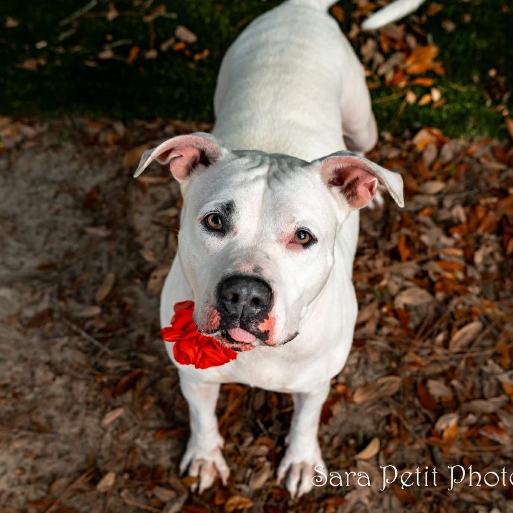 Enlarge Shorty, a Adoptable Mixed Breed in Milton, FL image 6/6