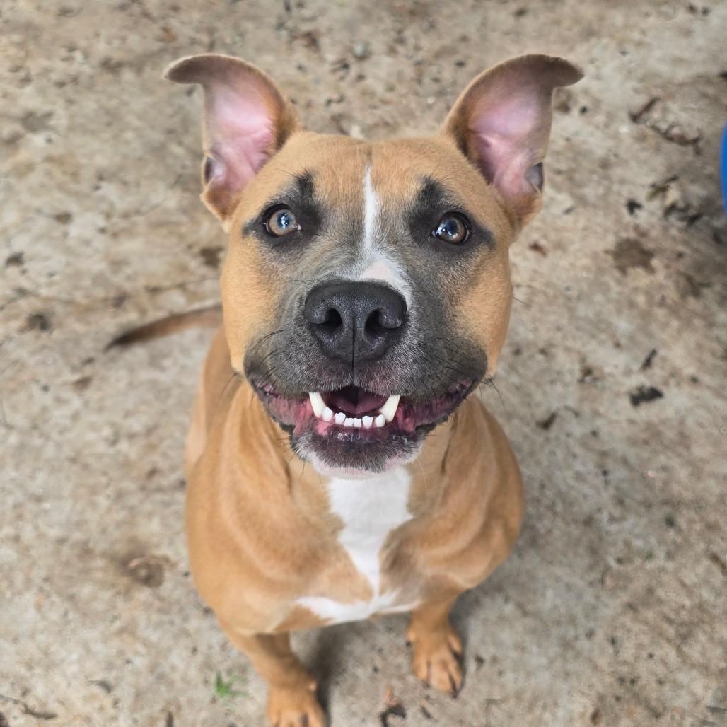 Razzle Dazzl, Adoptable, Young Female Mixed Breed & Boxer.