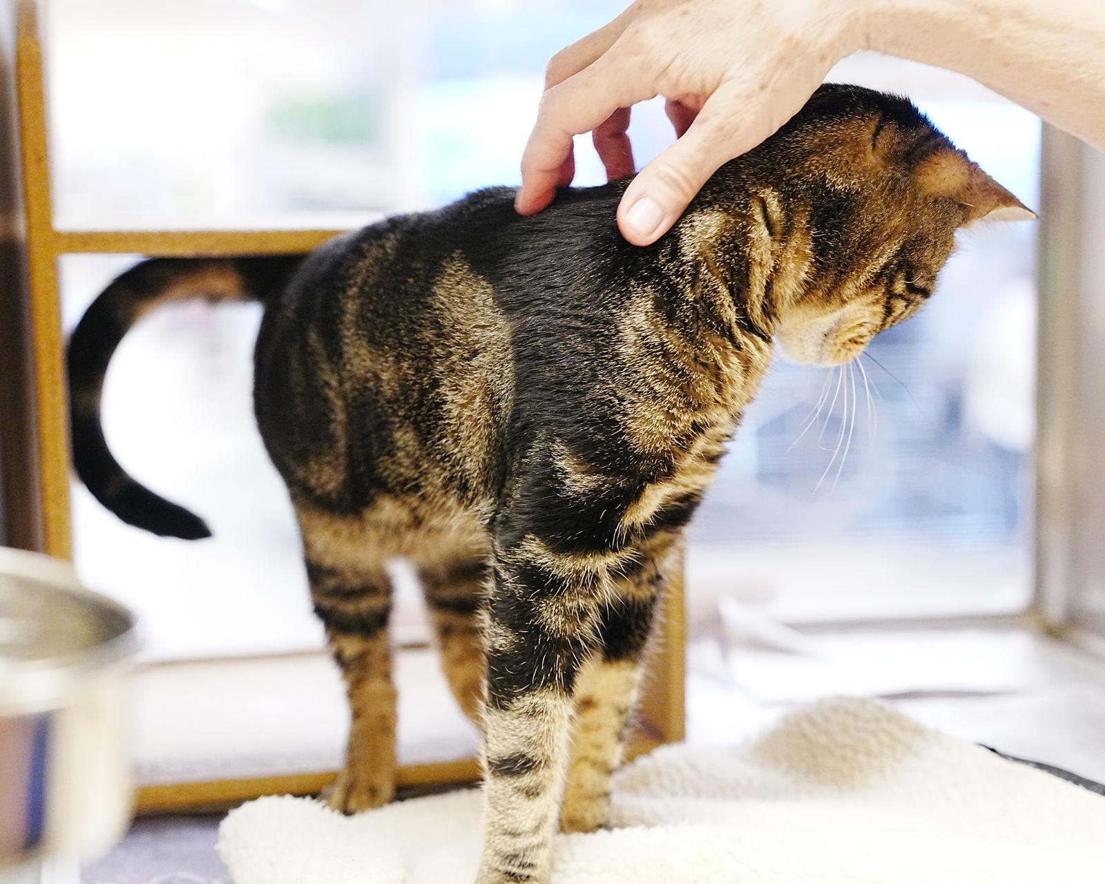 Bandit, a Adopted Domestic Short Hair in Herndon, VA image 1/3