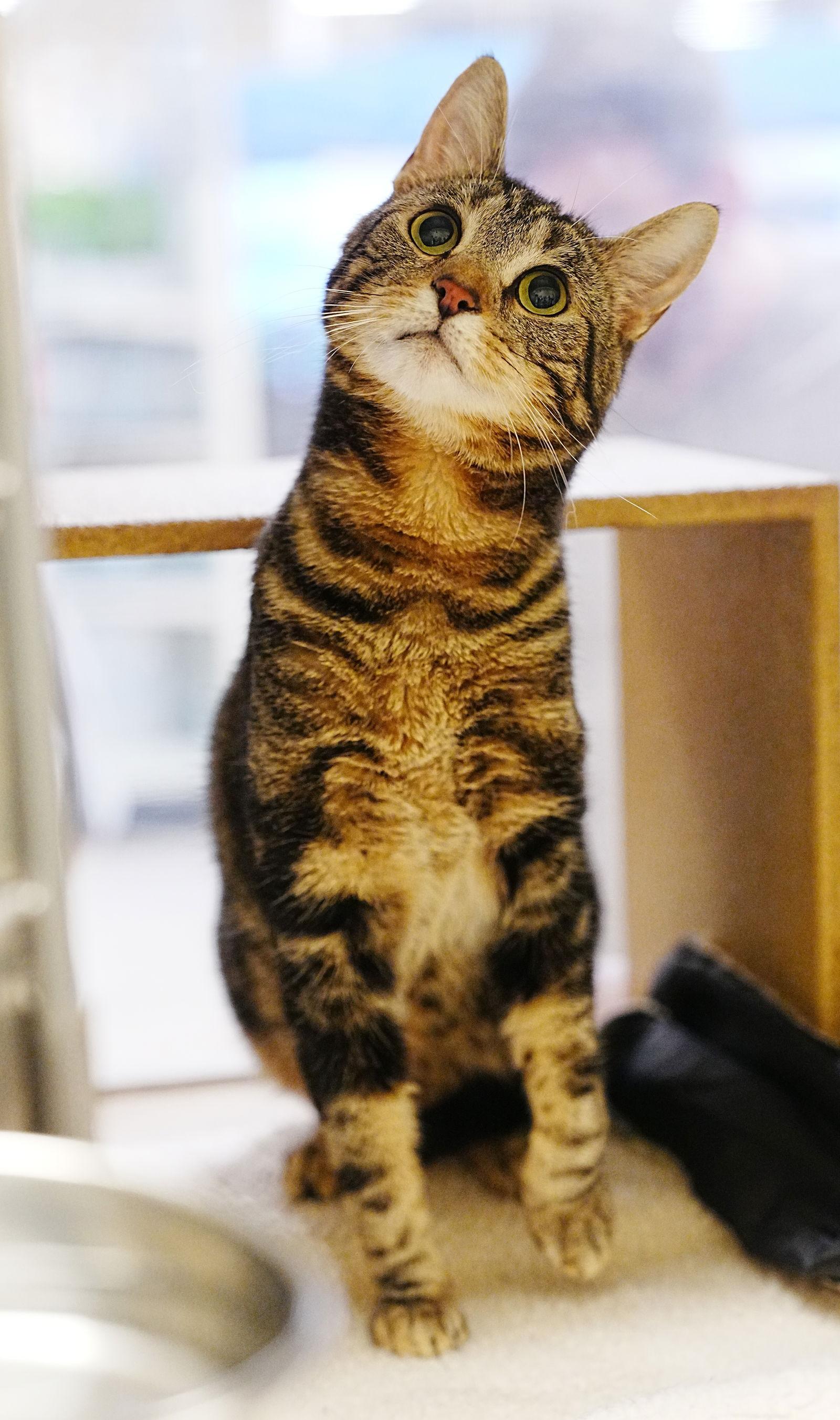 Bandit, a Adopted Domestic Short Hair in Herndon, VA image 2/3