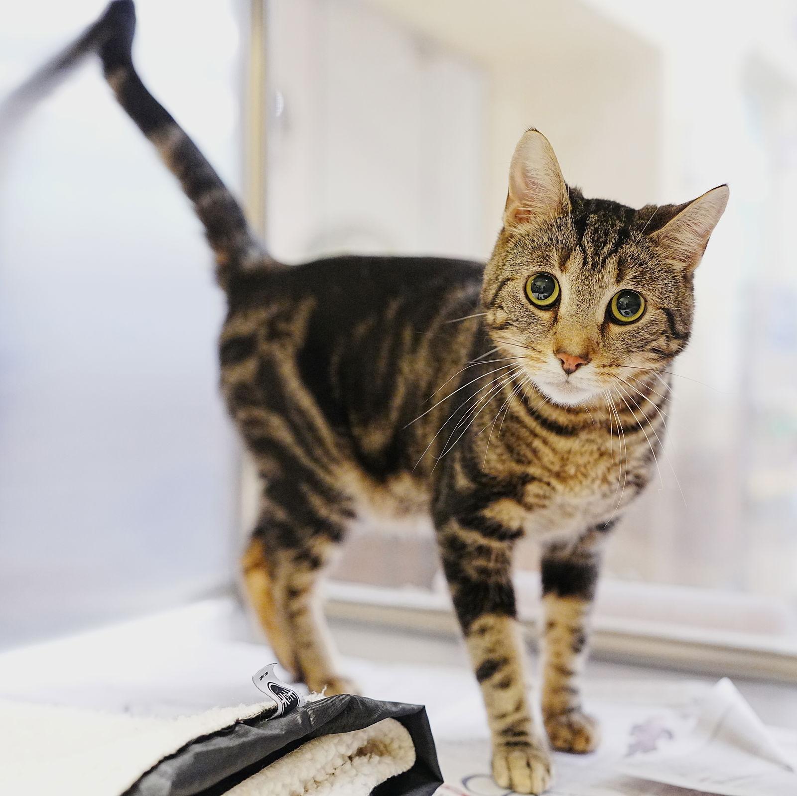 Bandit, a Adopted Domestic Short Hair in Herndon, VA image 3/3