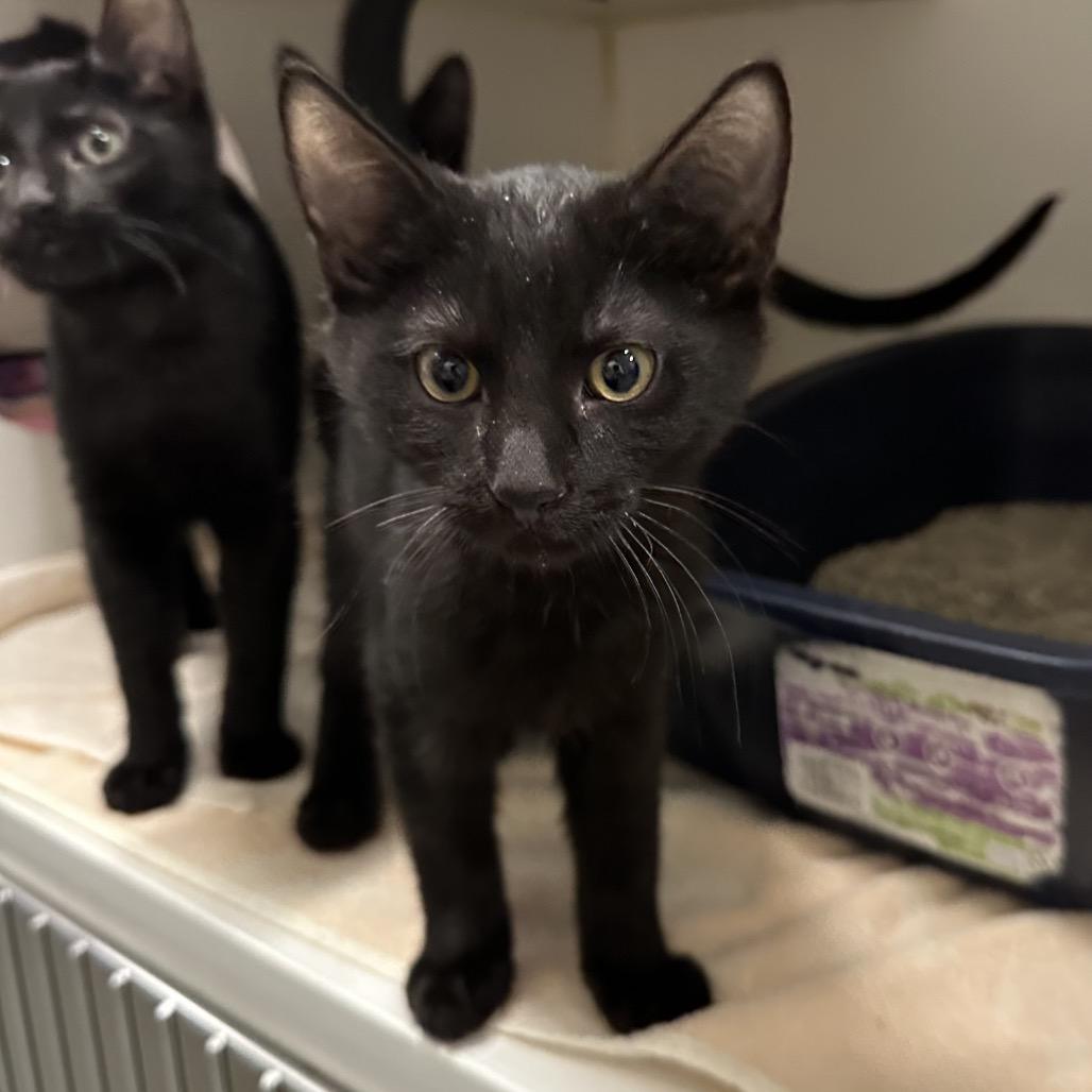 Enlarge Charming, a Adoptable Domestic Short Hair in Hinsdale, IL image 1/1