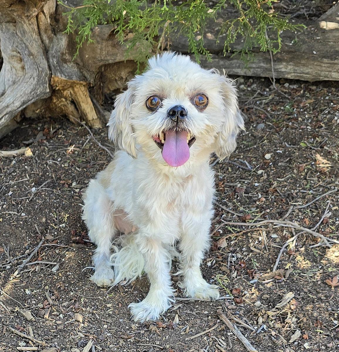 Magical Lil Ms Mariska - Stunning Personality, adopted, Young Female Shih Tzu.