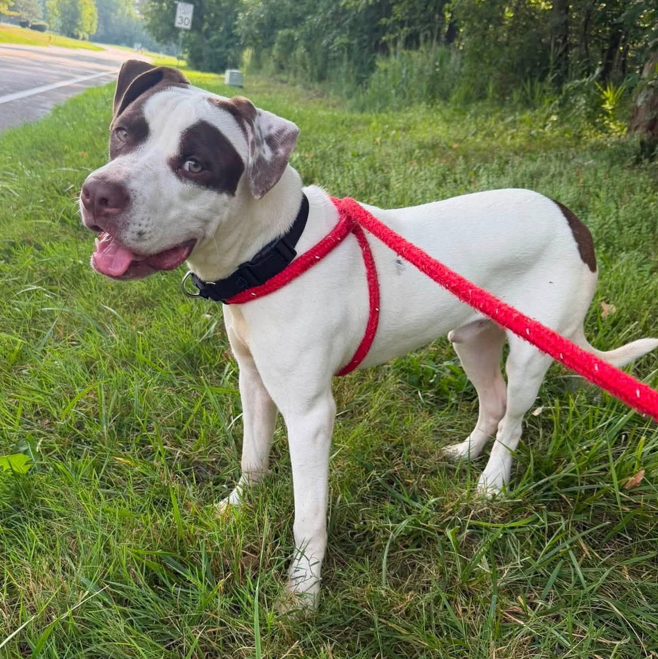 Louie, a ADOPTABLE Terrier in North Syracuse, NY image 2/4