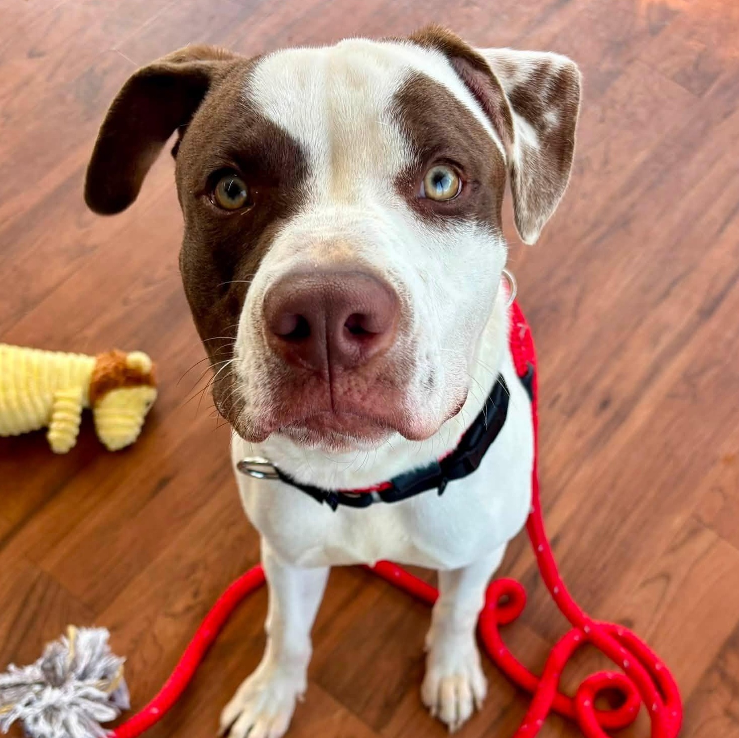 Louie, ADOPTABLE, Young Male Terrier.