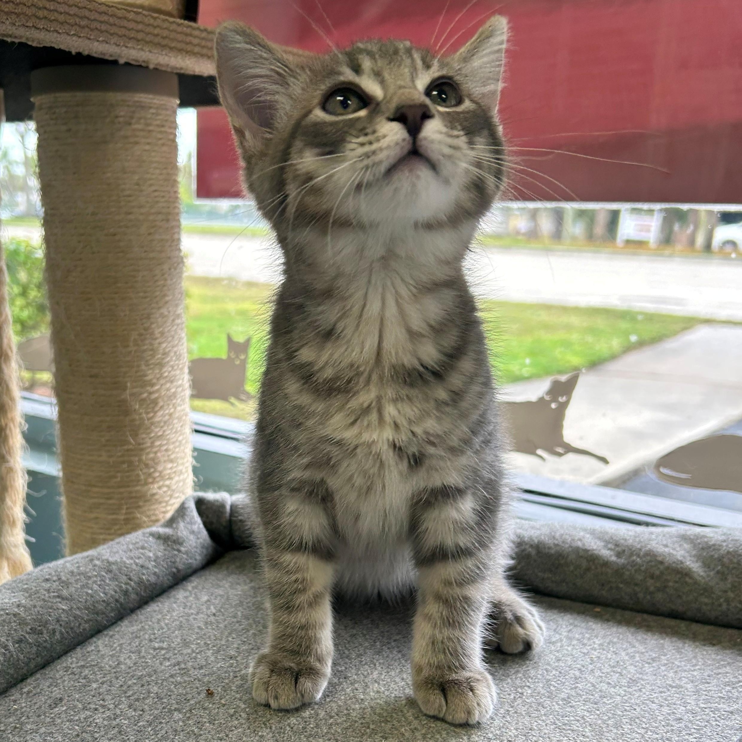 Dahlia, adopted, Kitten Female Domestic Short Hair.