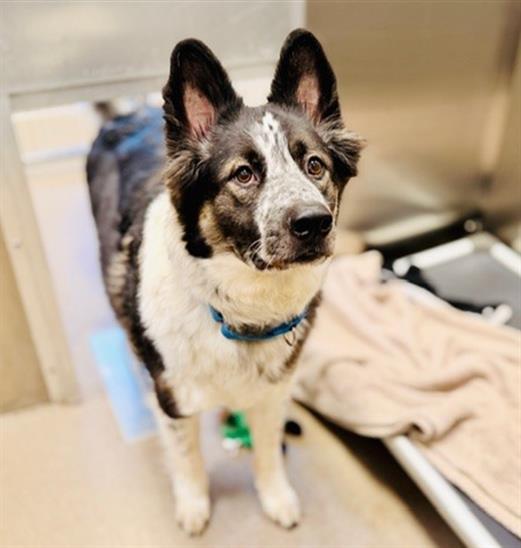 ASHER, Adoptable, Adult Male Siberian Husky.
