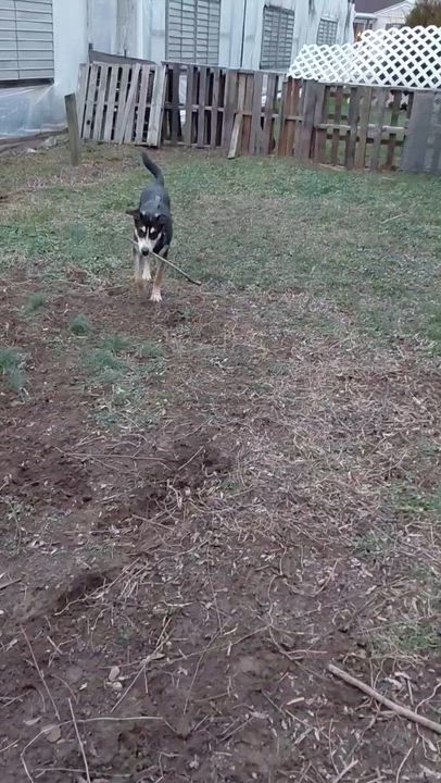 Enlarge Max, a ADOPTABLE mixed breed in Weston, MA video 5/6