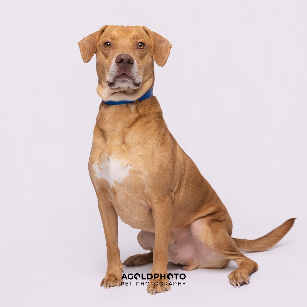 Enlarge Fritz, a Adoptable mixed breed in Tampa, FL image 1/4
