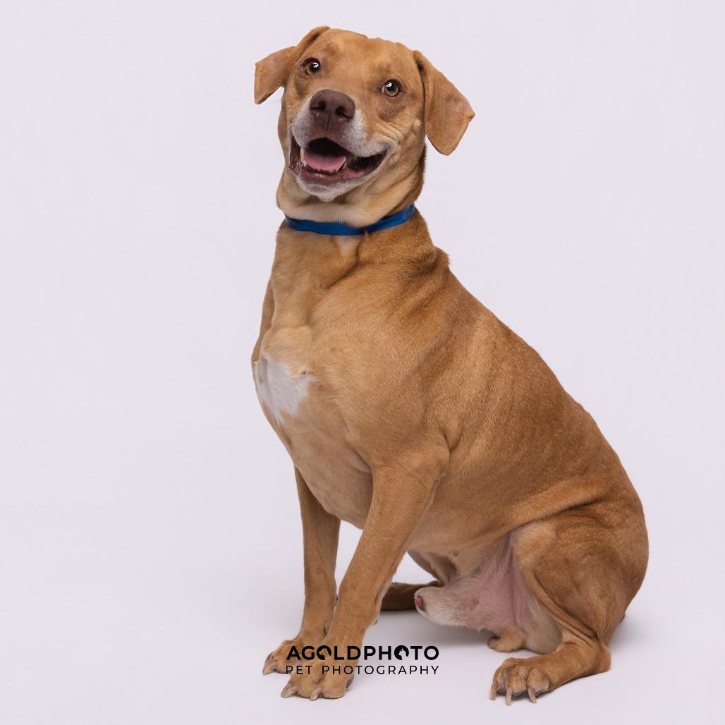 Enlarge Fritz, a Adoptable mixed breed in Tampa, FL image 2/4