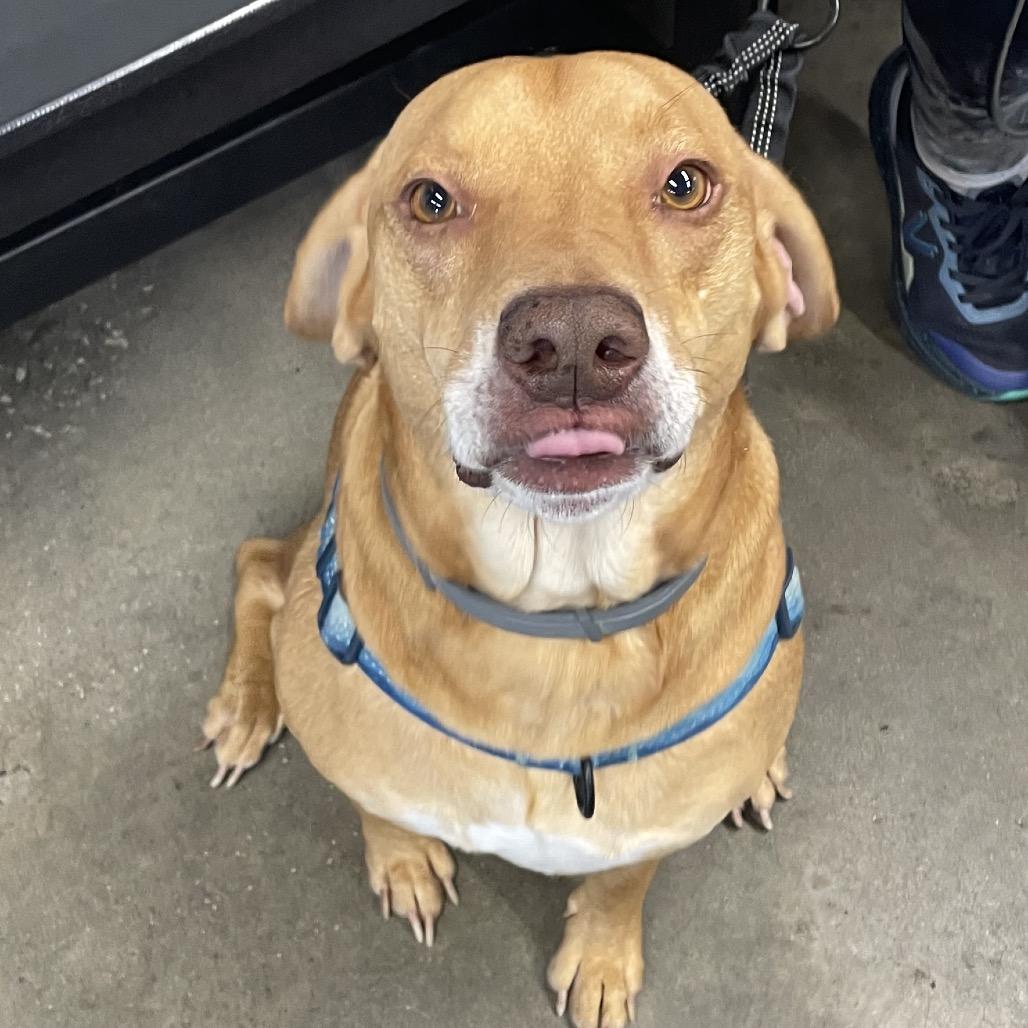 Enlarge Fritz, a Adoptable mixed breed in Tampa, FL image 3/4