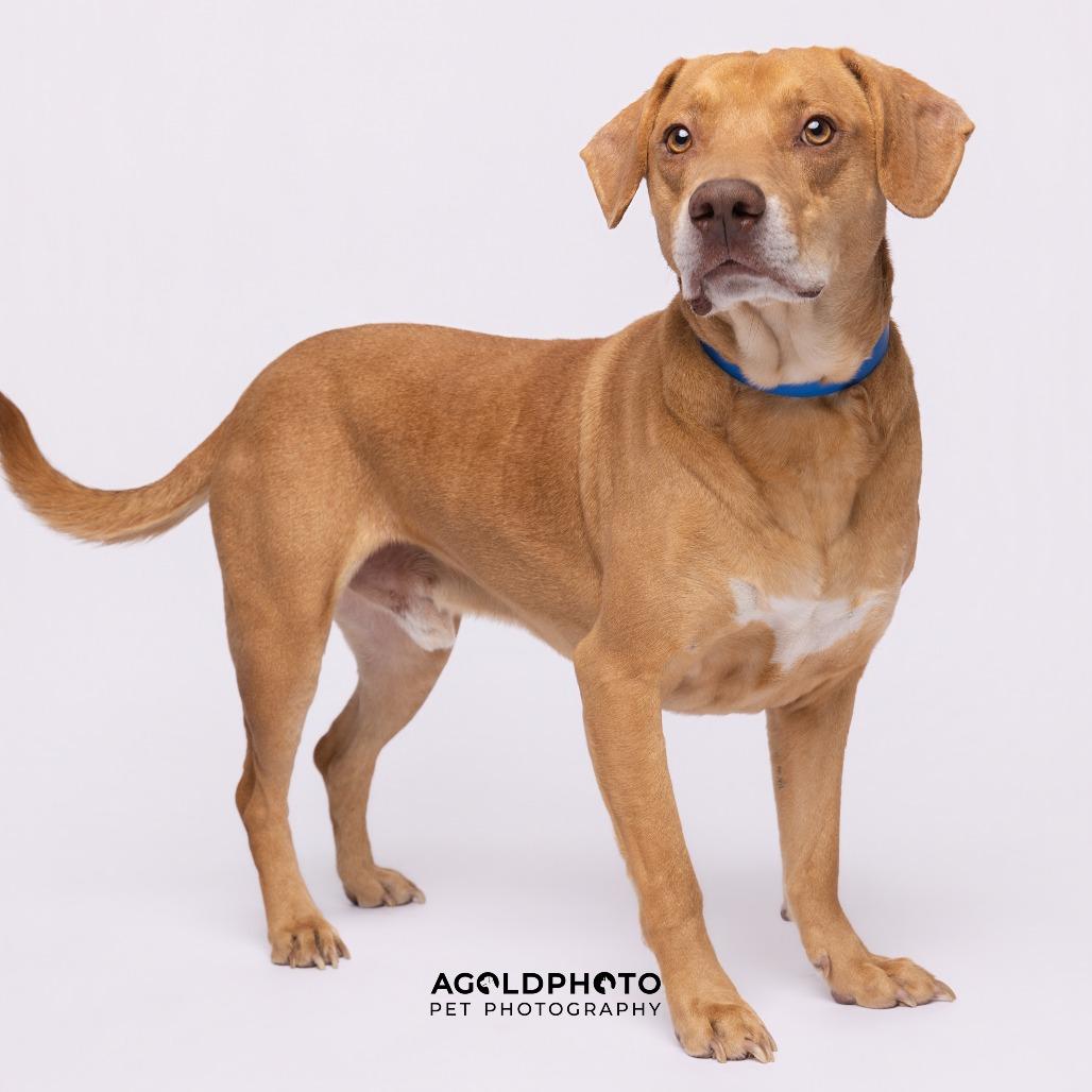 Enlarge Fritz, a Adoptable mixed breed in Tampa, FL image 4/4